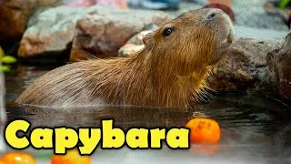 Thumbnail: Info about the Capybara #shorts