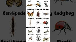 Thumbnail: 15 Common Insect Name for Kids | Insects Name Vocabulary #shorts #flashcards #educationalvideo