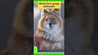 Thumbnail: Endangered Animals | Dhole #endangeredspecies #shorts #learningstepbystep