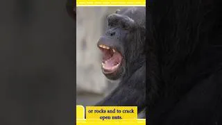 Thumbnail: Endangered Animals | Chimpanzee #endangeredspecies #shorts #learningstepbystep