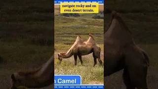 Thumbnail: Endangered Animals #atoz #bactriancamel #learningstepbystep