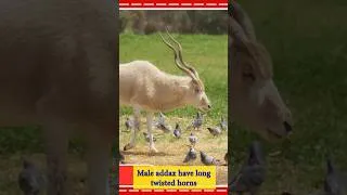 Thumbnail: Endangered Animals #atoz #Addax  #learningstepbystep