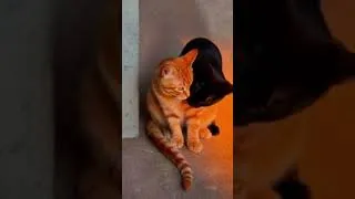 Thumbnail: Too Cute! Cats Hugging in Sunset Light 🐱  MeowPlay#catshorts#CuteCats#CatLovers#AdorableKittens