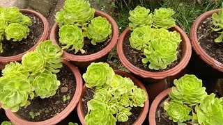 Thumbnail: Beautiful flowers | Flowers are the music of the ground | Attractive and colourful flowers.