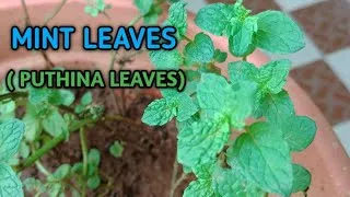 Thumbnail: Growing mint leaves( Puthina) in home | Hobby 😍
