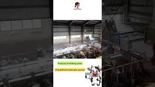 Thumbnail: A day in a dairy farm (Une journée dans une ferme laitière)