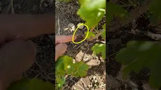 Thumbnail: Gooseberry Propagation by Layering #gardeningtips #propagation #gooseberry #fruits