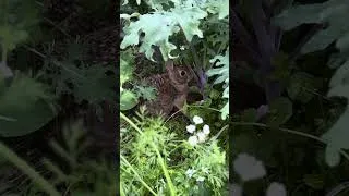 Thumbnail: Rabbit Nursing Her Babies! #wildlife #rabbit #gardening #garden #bunny