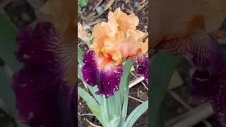 Thumbnail: Bearded Iris, Alliums, and Peonies