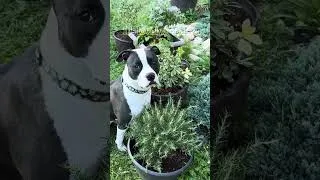 Thumbnail: Dog-Friendly Plants! 🐕🪴 #gardening #gardeningtips #petfriendly #containergardening