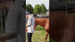 Thumbnail: Would you ride a horse this big? 🏇🐴 Khloe Did!