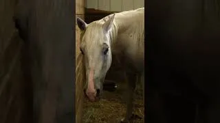 Thumbnail: 🐴 Which Horse Would YOU Ride? Meet the horses at the farm!