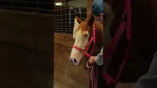 Thumbnail: Getting a horse ready to ride! 🏇