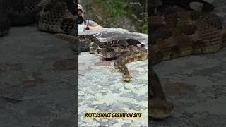 Thumbnail: Timber Rattlesnakes UP CLOSE!  Pennsylvania