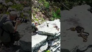 Thumbnail: Epic Pennsylvania Rattlesnake Hunting Montage 🐍🎶   #rattlesnake #hunting #snakes