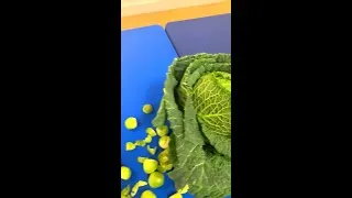 Thumbnail: European Stuffed Cabbage Championship - what is it?