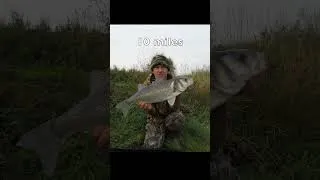 Thumbnail: Big Sea Bass Caught 10 Miles Upriver  #shorts