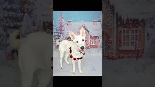 Thumbnail: Walking shelter dogs in the cold ❄️