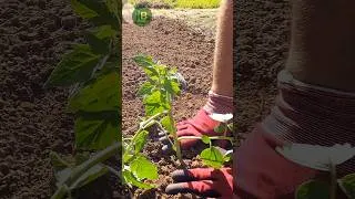 Thumbnail: 👉 3 Ways to Plant Tomatoes (Double Yield!)