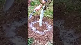 Thumbnail: 5 Steps to a Record Harvest! 🍎