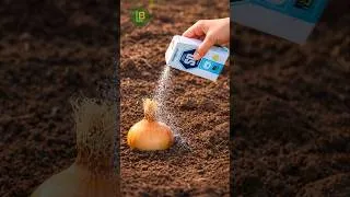 Thumbnail: I Put Salt on My Onions – Here’s Why 🧂😲