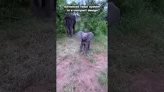 Thumbnail: Baby elephant with satellite ears investigates the tourists #babyelephant #funnyanumals #cute