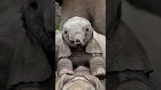 Thumbnail: Tiny Baby Elephant Just Born #babyelephant #cute animals