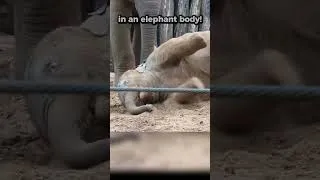 Thumbnail: Funny Hyperactive Baby Elephant Pure Toddler Energy #babyelephant #funnyanimals #funny