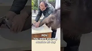 Thumbnail: Adorable Baby Elephant Learns to Wash Up! Wait For Smile! 🧼😍 #babyelephant #cute #funny