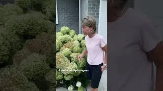 Thumbnail: Annabelle Hydrangeas