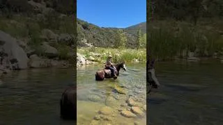 Thumbnail: Would your horse cross the river?? #horsetraining
