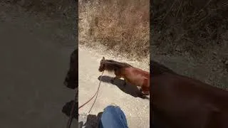 Thumbnail: Miniature horse adventures! #cuteanimals