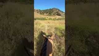 Thumbnail: Haloing a calf find his way through the fence #cowboy