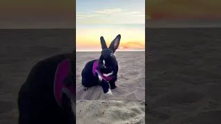 Thumbnail: Rabbit's last day at the beach 😢