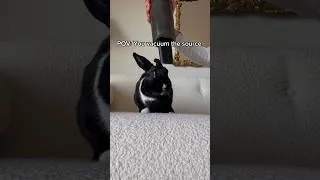Thumbnail: Why does my rabbit LOVE being vacuumed? ￼😳