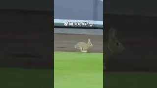 Thumbnail: Rabbit Runs Onto Baseball Field!