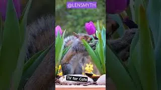 Thumbnail: Enjoy All Day #cattv No ad interruption for 8-12 hours! #tvforcats