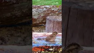 Thumbnail: New Birdbath! What do you think?