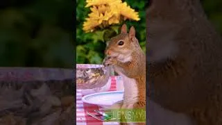 Thumbnail: Squirrels Crash Picnic! #cattv #tvforcats #nature