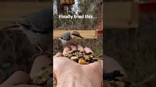 Thumbnail: I had to see what it took to hand-feed a wild bird... sit still for 5 minutes w/ handful of seeds!