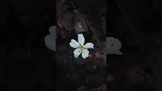 Thumbnail: Rainy day… 🌧️#photography #povphotography #rainphotography #nature #naturephotography #pov