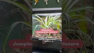 Thumbnail: Building a dream home for my Regal Jumping Spider