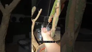 Thumbnail: Slow-mo Chameleon Catches A Wax Worm With Tongue