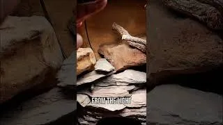Thumbnail: Before You Use UV Make Sure You Know THIS | Leopard Gecko