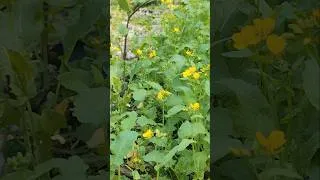 Thumbnail: Beautiful nature#greenary#villagelife #viralshorts