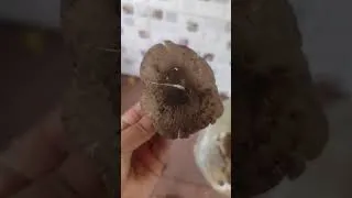 Thumbnail: Mushroom curry#food #food #villagelife #nature