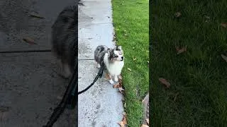 Thumbnail: My Dog Heard an Ambulance… Then Did THIS 😂  #miniaussie