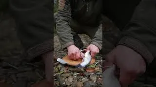 Thumbnail: Bushcraft solo #camping #bushcraft #survival #building