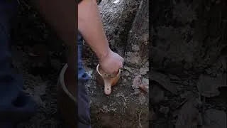 Thumbnail: Bushcraft skills #bushcraft #survival #camping #forest #shorts Part 3