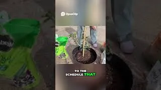 Thumbnail: Repotting my Barbados Cherry